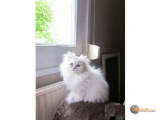 Sibesoin.com petite annonce gratuite 1 adorable chaton de type persan chinchilla