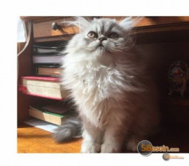 la petite annonce Super chaton persan loof sur Sibesoin.com / paris 10 (75010)