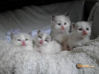 Sibesoin.com petite annonce gratuite 1 superbes chatons ragdoll pure race 