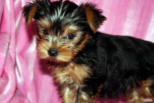 Sibesoin.com petite annonce gratuite Magnifiques chiots de type yorkshire