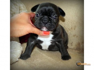 Sibesoin.com petite annonce gratuite 2 Chiots bouledogue francais