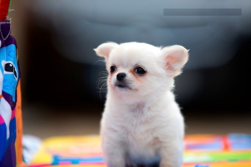 Sibesoin.com petite annonce gratuite A donner chiot chihuahua femelle