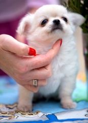 Sibesoin.com petite annonce gratuite 2 A donner chiot chihuahua femelle