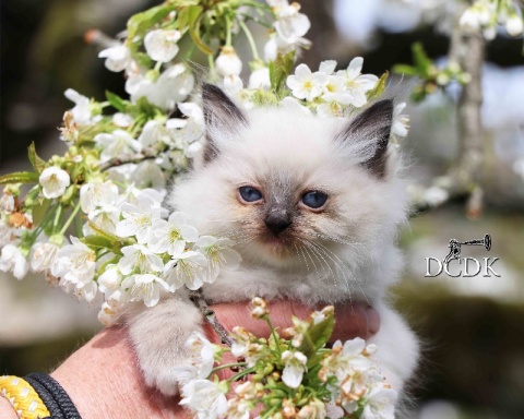 Sibesoin.com petite annonce gratuite Chaton femelle sacré de birmanie