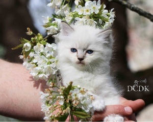 Sibesoin.com petite annonce gratuite 3 Chaton femelle sacré de birmanie